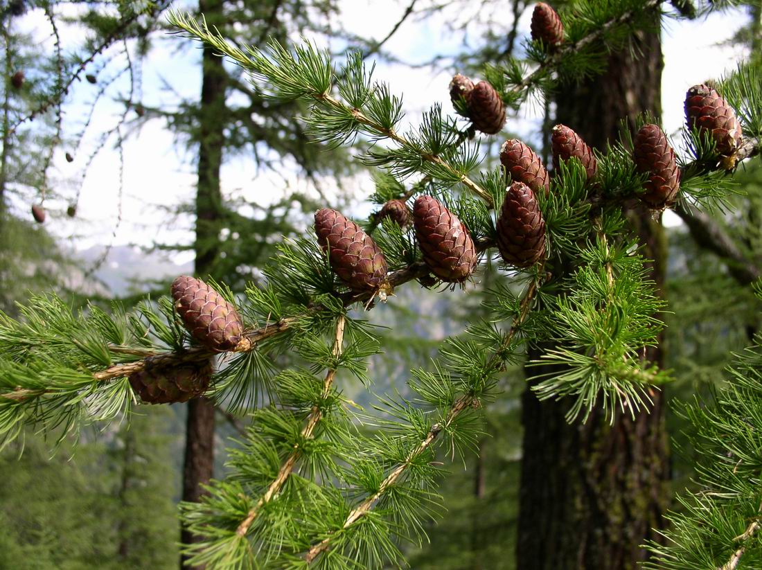 Larix decidua / Larice comune